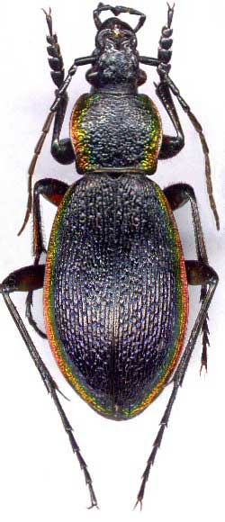 Carabus (Morphocarabus) hummeli, male