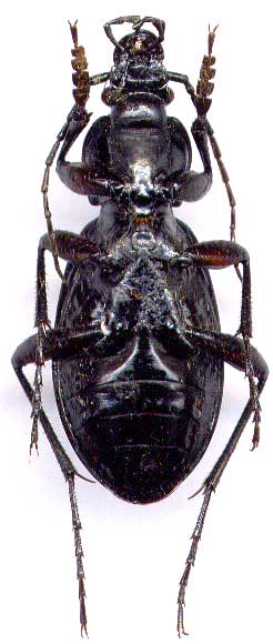 Carabus (Morphocarabus) hummeli, male