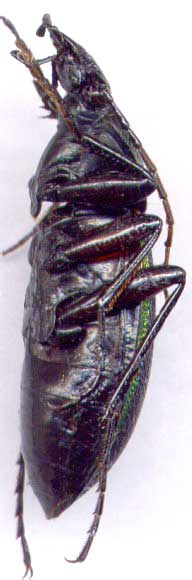 Carabus (Morphocarabus) hummeli, male