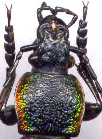 Carabus (Morphocarabus) hummeli, male