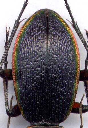 Carabus (Morphocarabus) hummeli, male