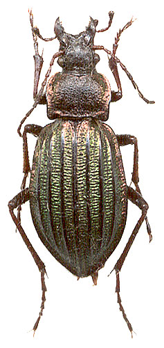 Carabus (Carabulus) obovatus 