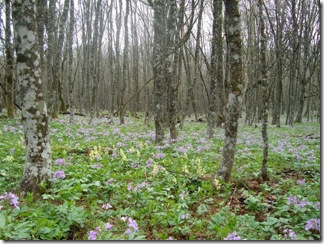 Лес Лес