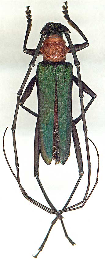 Chloridolum sieversi