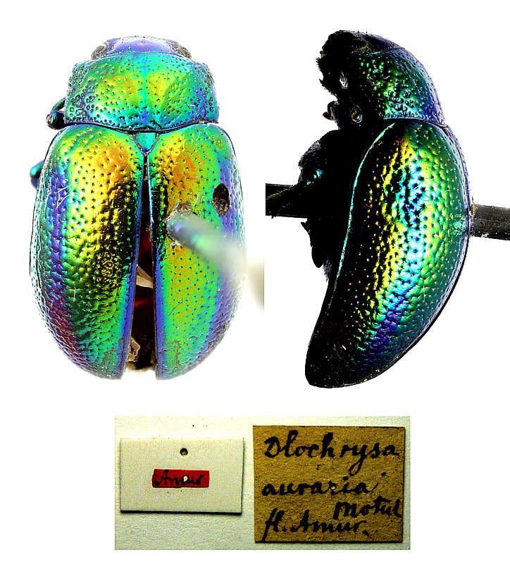 Original combination: Dlochrysa auraria Motschulsky, 1860