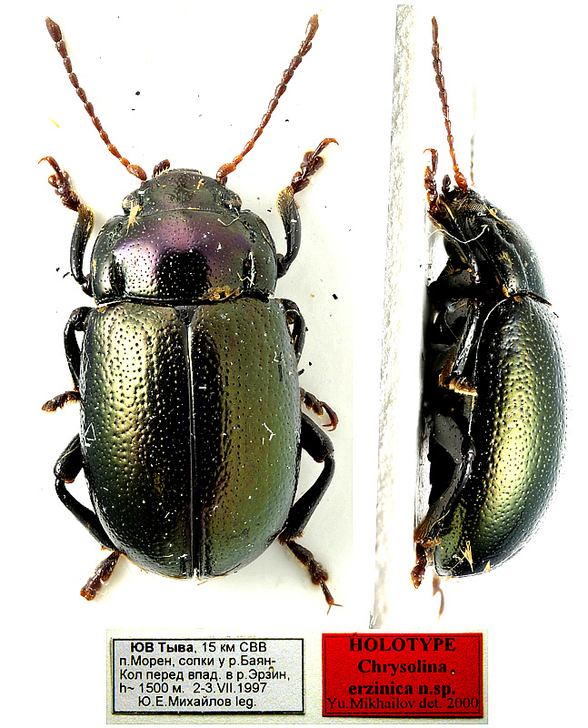 Original combination: Chrysolina (Pezocrosita) erzinica Mikhailov, 2002
