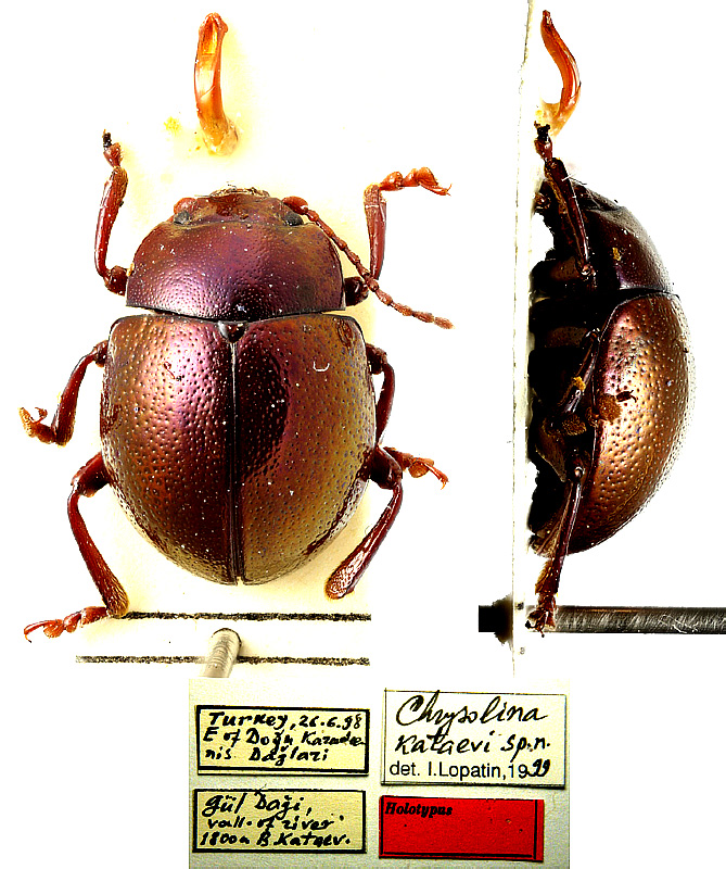 Original combination: Chrysolina (Colaphoptera) kataevi Lopatin, 2000