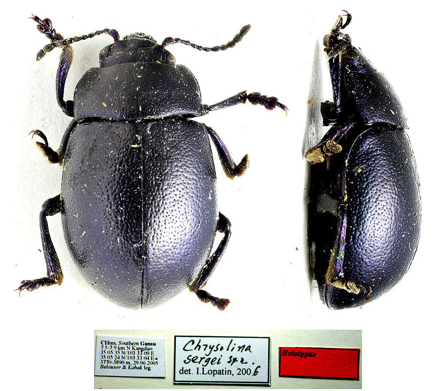 Original combination: Chrysolina sergeyi Lopatin, 2009