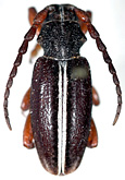 Dorcadion (Cribridorcadion) sulcipenne argonauta<br>[=Dorcadion argonauta]