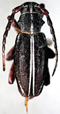 Dorcadion (Cribridorcadion) sulcipenne goktshanum<br>[=Dorcadion armenum]