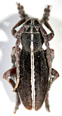 Dorcadion (Cribridorcadion) pusillum tanaiticum
