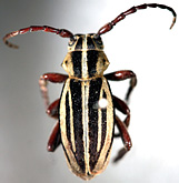 Dorcadion (Cribridorcadion) ciscaucasicum