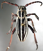 Dorcadion (Cribridorcadion) ciscaucasicum mokrzeckii<br>[=Dorcadion mokrzeckii]