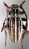 Dorcadion (Cribridorcadion) daratshitshagi
