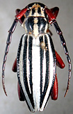 Politodorcadion balchashense<br>[=Compsodorcadion balhashense]