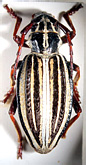 Politodorcadion eurygyne<br>[=Compsodorcadion eurygyne]