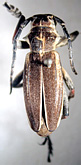 Dorcadion (Dorcadion) ganglbaueri