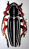 Dorcadion (Dorcadion) glicyrrhizae striatum<br>[=Cerambyx striatus]