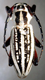 Dorcadion (Dorcadion) glicyrrhizae androsovi<br>[=Compsodorcadion androsovi]