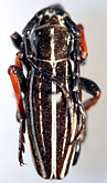 Dorcadion (Dorcadion) tenuelineatum