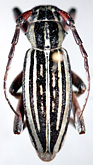 Dorcadion (Acutodorcadion) suvorovianum suvorovianum<br>[=Compsodorcadion formosum]