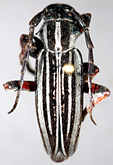 Dorcadion (Acutodorcadion) tschitscherini