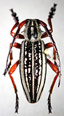 Dorcadion (Acutodorcadion) pantherinum