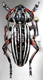 Dorcadion (Acutodorcadion) zhaisanicum