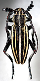 Dorcadion (Acutodorcadion) optatum