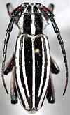 Dorcadion (Acutodorcadion) tianshanskii<br>[=Compsodorcadion tianshanskii]