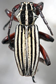 Dorcadion (Acutodorcadion) alexandris<br>[=Compsodorcadion luteolum]