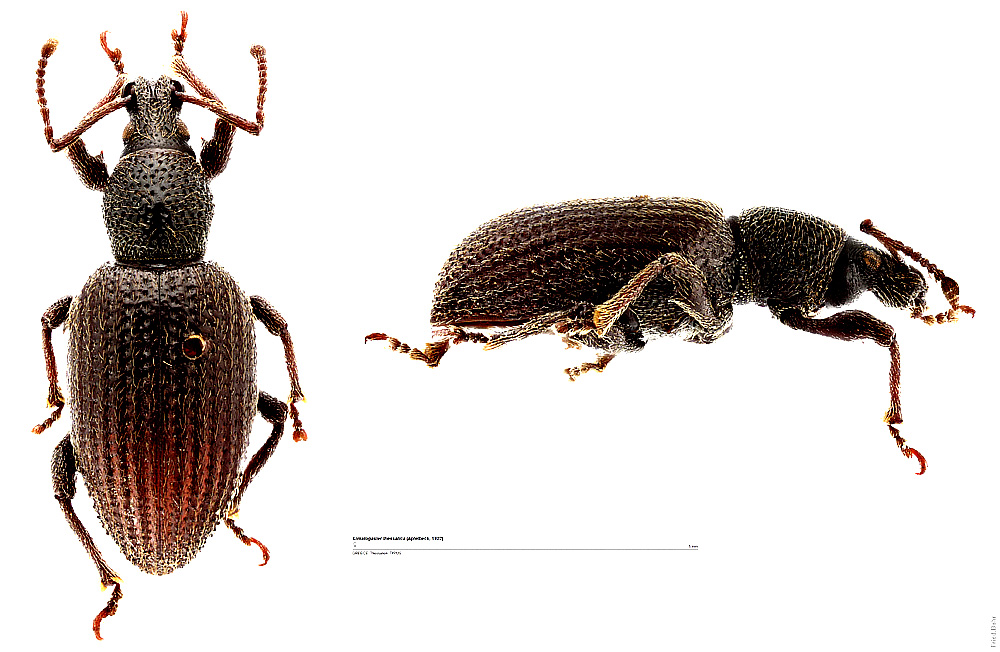 Limatogaster thessalica (Apfelbeck, 1922)