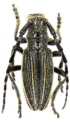 male  <br>Inner Mongolia, Chifeng, Alukeerqinqi, Baichengzi, Tianshancun, 18.08.1981