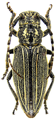 female<br>Inner Mongolia, Chifeng, Alukeerqinqi, Baichengzi, Tianshancun, 18.08.1981