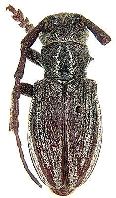 Male, holotype  <br>China, Anhui, Funan