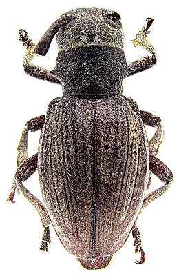 Female, paratype<br>China, Jiangxi, Heyang, 18.6.1980