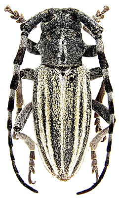 Male, holotype  <br>China, Shaanxi, Huanglongshan, 24.8.1980