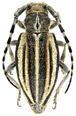Female, paratype<br>China, Shaanxi, Huanglongshan, 24.8.1980