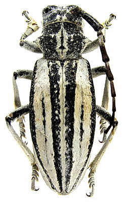Female, holotype<br>China, Shaanxi, Huanglongshan, 24.8.1980