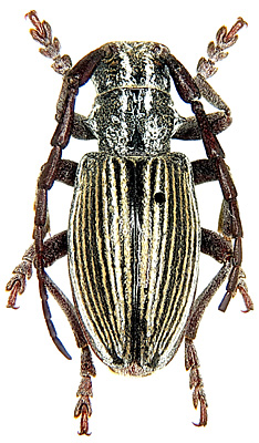 Male, holotype  <br>China, Shanxi, Wutaishan, 2200 m, 17.07.1996, Li Wenzhu leg.