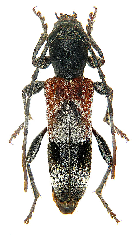 Anaglyptus sp. n. pr. simplicornis