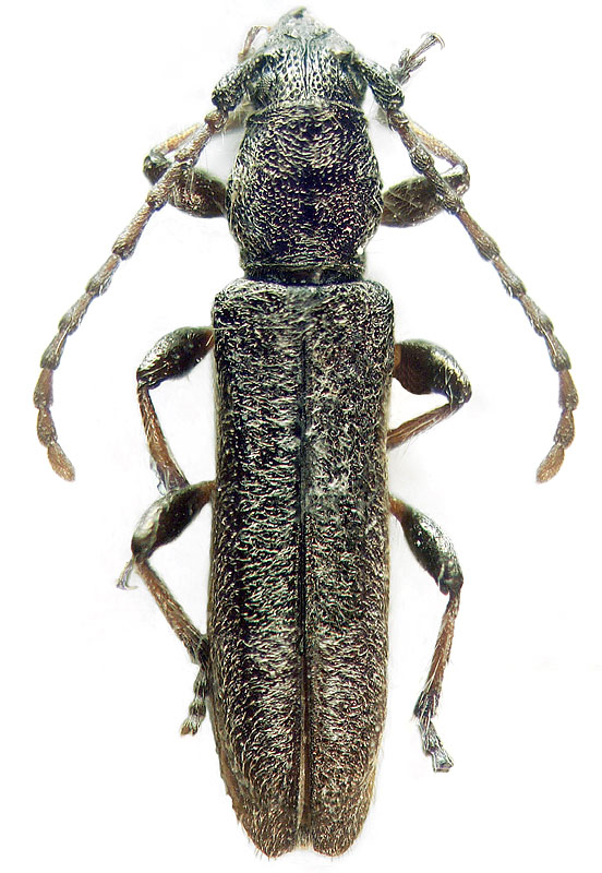 
   Deilus fugax  
