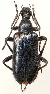 Dinoptera anthracina