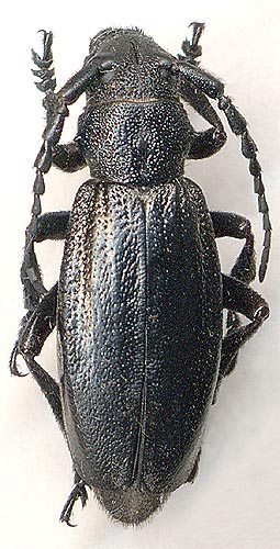 Dorcadion carinatum