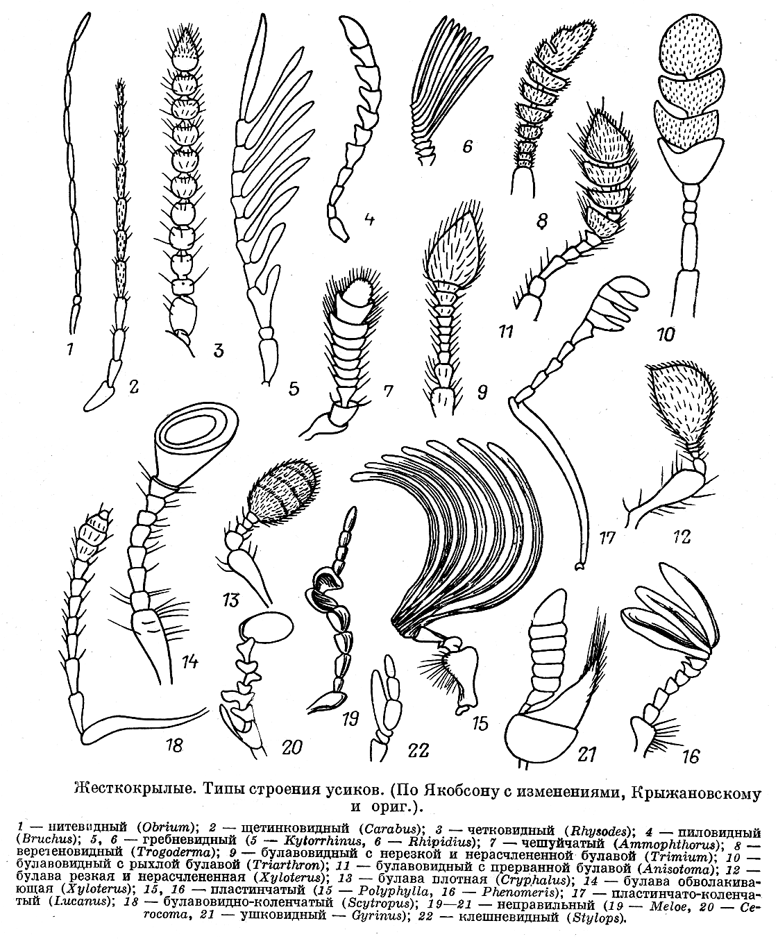 Усики у насекомых. Строение Усика насекомого. Строение усиков насекомых. Форма усиков насекомых (основные типы строения. Строение усиков у Жуков.