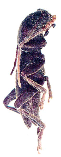 Drymochares starcki