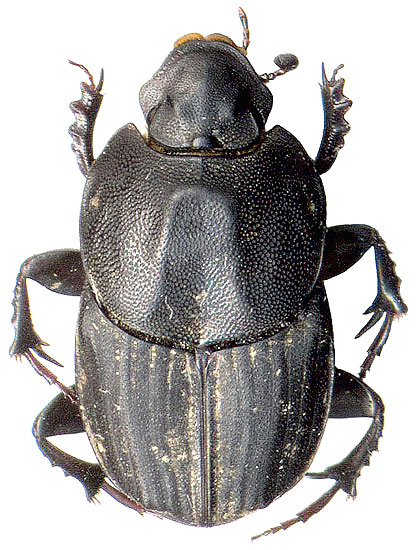 Liatongus minutus