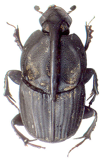 Liatongus minutus (Motschulsky, 1860)
