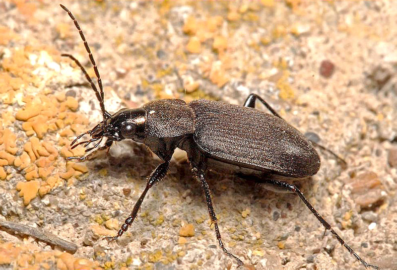 Chlaenius (Chlaeniellus) tristis (Schall., 1783)