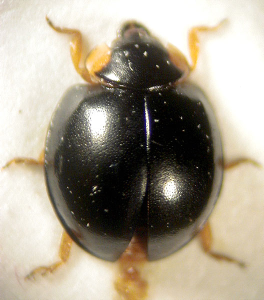 Exochomus nigromaculatus (Goeze, 1777)